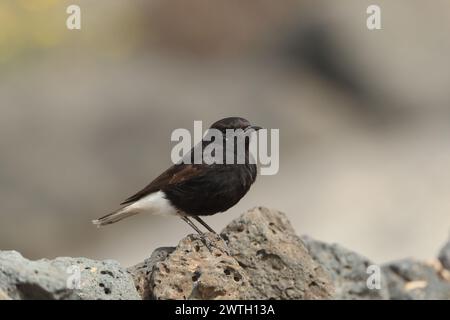 Die Koffer waren gepackt, der Bus kam in einer Stunde an, meine letzte kurze Reise zum Strand. Bingo, ein Wheatear, den ich nicht erkenne. 1. Platz für Lanzarote, 2. Platz für Spanien. Stockfoto