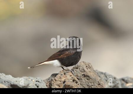 Die Koffer waren gepackt, der Bus kam in einer Stunde an, meine letzte kurze Reise zum Strand. Bingo, ein Wheatear, den ich nicht erkenne. 1. Platz für Lanzarote, 2. Platz für Spanien. Stockfoto