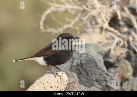 Die Koffer waren gepackt, der Bus kam in einer Stunde an, meine letzte kurze Reise zum Strand. Bingo, ein Wheatear, den ich nicht erkenne. 1. Platz für Lanzarote, 2. Platz für Spanien. Stockfoto