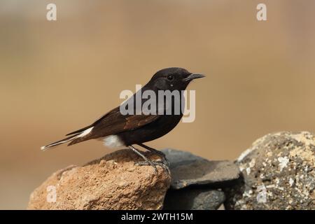 Die Koffer waren gepackt, der Bus kam in einer Stunde an, meine letzte kurze Reise zum Strand. Bingo, ein Wheatear, den ich nicht erkenne. 1. Platz für Lanzarote, 2. Platz für Spanien. Stockfoto