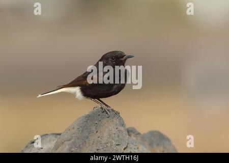 Die Koffer waren gepackt, der Bus kam in einer Stunde an, meine letzte kurze Reise zum Strand. Bingo, ein Wheatear, den ich nicht erkenne. 1. Platz für Lanzarote, 2. Platz für Spanien. Stockfoto