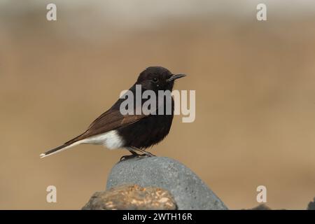 Die Koffer waren gepackt, der Bus kam in einer Stunde an, meine letzte kurze Reise zum Strand. Bingo, ein Wheatear, den ich nicht erkenne. 1. Platz für Lanzarote, 2. Platz für Spanien. Stockfoto