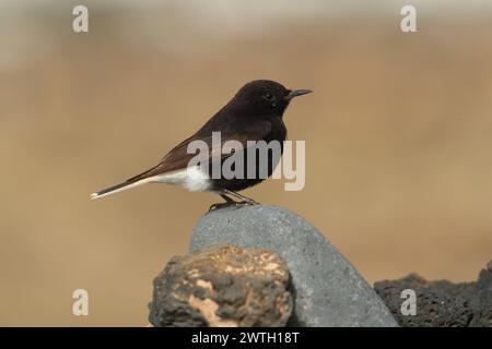 Die Koffer waren gepackt, der Bus kam in einer Stunde an, meine letzte kurze Reise zum Strand. Bingo, ein Wheatear, den ich nicht erkenne. 1. Platz für Lanzarote, 2. Platz für Spanien. Stockfoto