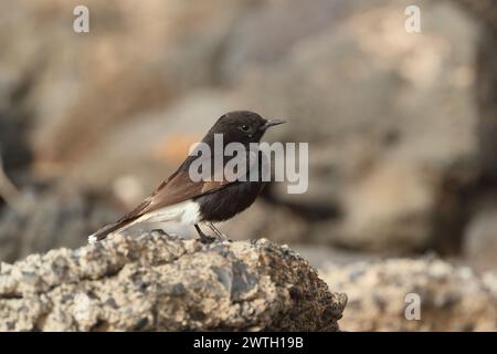 Die Koffer waren gepackt, der Bus kam in einer Stunde an, meine letzte kurze Reise zum Strand. Bingo, ein Wheatear, den ich nicht erkenne. 1. Platz für Lanzarote, 2. Platz für Spanien. Stockfoto