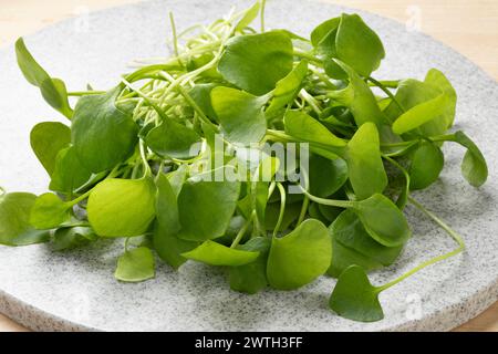 Ein Haufen frisches Grün gepflückter Winter Purslane aus nächster Nähe Stockfoto