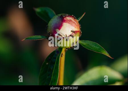 Bud einer ungeöffneten Burgunderpfingstrose in einem Sommergarten, Ameisen oben. Stockfoto