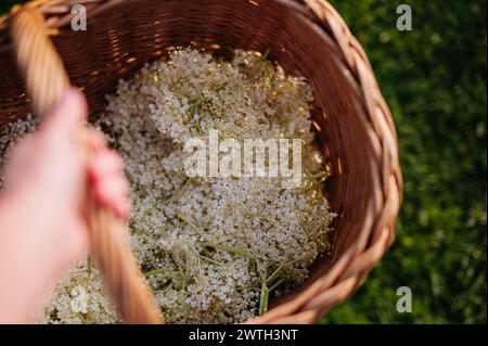 Korb voller gepflückter Holunderblüten. Holunderblüte als Teil der Kräutermedizin, die Holunderblütensirup herstellt. Stockfoto