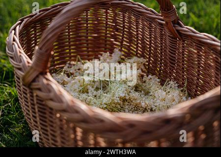 Korb voller gepflückter Holunderblüten. Holunderblüte als Teil der Kräutermedizin, die Holunderblütensirup herstellt. Stockfoto