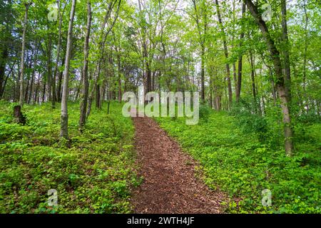 Ein schmaler mulchbedeckter Pfad windet sich durch schlanke Bäume und grüne Bodenbedeckung im Cedar Creek and Belle Grove National Historical Park, Virginia. Stockfoto