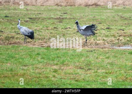 Kraniche auf einer feuchten Wiese. Wilde Vögel, die in freier Wildbahn auf der Suche sind. Zugvögel in Deutschland Stockfoto