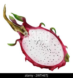 Drachenfrucht Aquarellillustration. Pitahaya-Kaktusfrüchte, in zwei Hälften geschnitten auf einem isolierten weißen Hintergrund. Botanische Handzeichnung reifer Lebensmittel Stockfoto