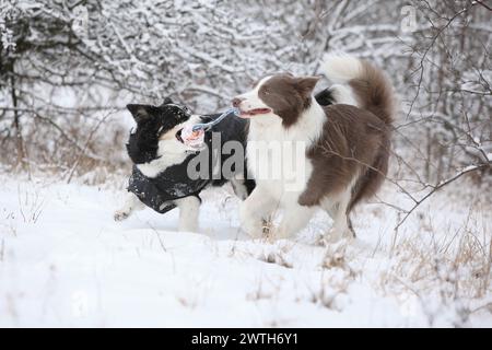 Zwei Border Collies laufen im Schnee und spielen Togerher Stockfoto