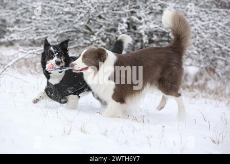 Zwei Border Collies laufen im Schnee und spielen Togerher Stockfoto