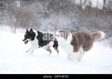 Zwei Border Collies laufen im Schnee und spielen Togerher Stockfoto