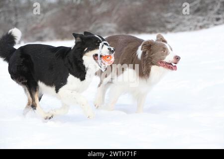 Zwei Border Collies laufen im Schnee und spielen Togerher Stockfoto