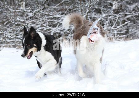 Zwei Border Collies laufen im Schnee und spielen Togerher Stockfoto