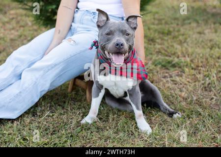 Graue Grube in rotem und grünem Weihnachtsbandana Stockfoto