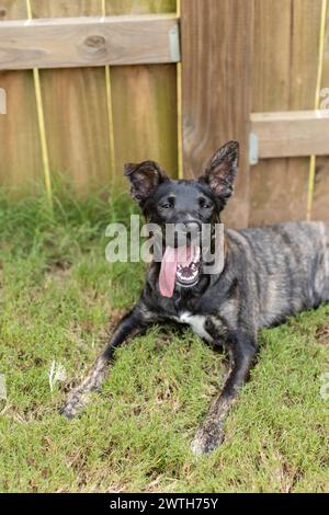 Entspannter Hund genießt einen ruhigen Moment in einer sonnigen Umgebung im Hinterhof Stockfoto