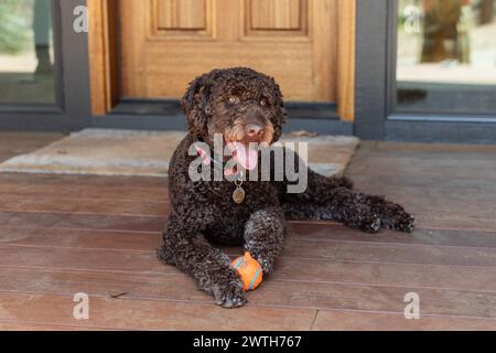Glückliches Labradoodle, das mit Spielzeug auf der Veranda zu Hause ruht Stockfoto