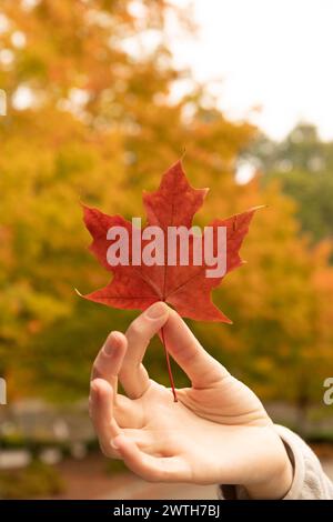 Frau, die im Herbst Blätter hält und auf einer leeren Straße Blätter wechselt Stockfoto