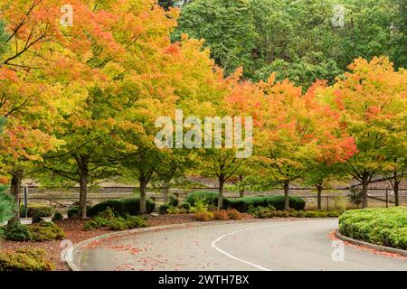 Herbst wechselnde Blätter auf einer leeren Straße seattle washington Saisons Stockfoto