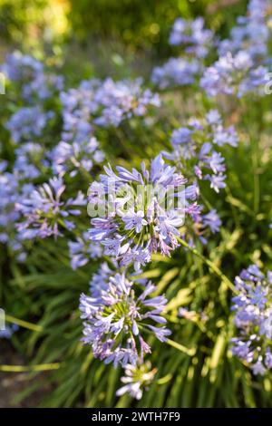 Lily vom Nil Blume im Garten Stockfoto