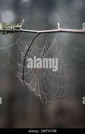 Spinnennetz bedeckt mit Tropfen im wald Stockfoto