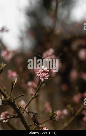 Der im Frühjahr blühende Viburnum farreri-Baum Stockfoto