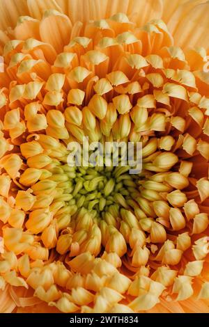 Gerbera Gänseblümchenherz mit leuchtenden Orangenblättern im Detail Stockfoto