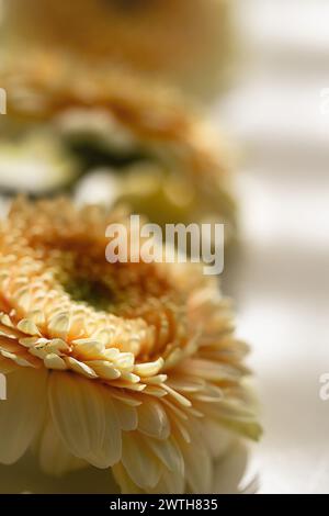 Sonnendurchflutete Gerbera mit Bokeh-Effekt und detaillierten Blütenblättern Stockfoto