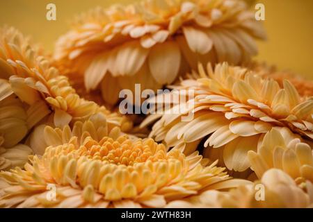 Blumenreicher Blick auf Gerbera-Gänseblümchen in Pfirsichfarben und Cremetönen Stockfoto