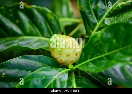 Nahaufnahme von Great morinda auf Baum Stockfoto