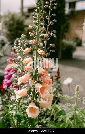 Regentropfen auf pfirsichfarbenen Blumen Stockfoto