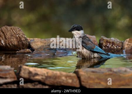 Eine Nahaufnahme einer iberischen Elster (Cyanopica Cookie) in einer Pfütze Stockfoto