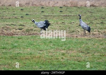 Kraniche auf einer feuchten Wiese. Wilde Vögel, die in freier Wildbahn auf der Suche sind. Zugvögel in Deutschland Stockfoto