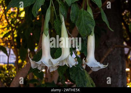 Engels Trompetenblüten, Brugmansia sind giftig Stockfoto