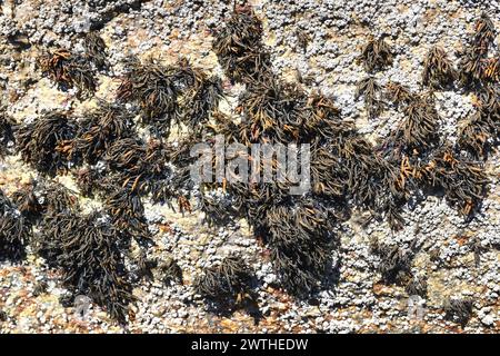 Rockweed (Fucus distichus) ist eine Braunalge. Dieses Foto wurde auf den Cies-Inseln, Galicien, Spanien aufgenommen. Stockfoto