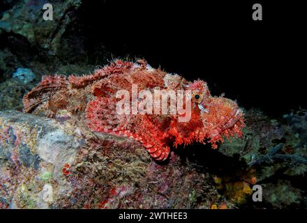 Drachenkopf (Scorpaena scrofa), Tauchplatz Wrack der Thistlegorm, Rotes Meer, Ägypten Stockfoto