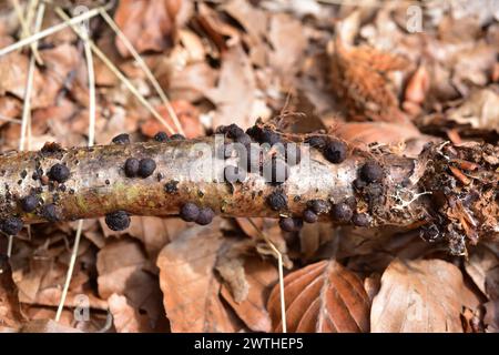 Hypoxylon fragiforme, Pilz wächst auf totem Buchenholz. Dieses Foto wurde in La Grevolosa, Provinz Barcelona, Katalonien, Spanien aufgenommen. Stockfoto