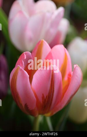 Frühe Blüte ist diese Frühlingsblume, die rosa Tulpe, sonnenbeleuchtet Nahaufnahme, Makro Stockfoto