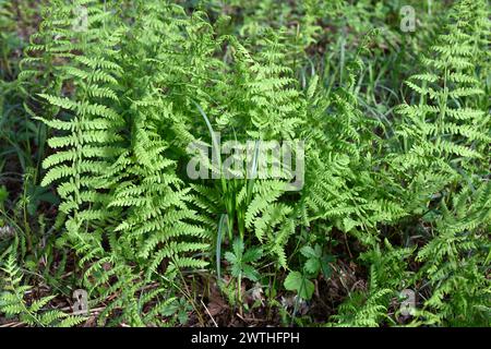 Der Sumpffarn (Thelypteris palustris) ist ein Farn aus Eurasien und dem Osten Nordamerikas. Dieses Foto wurde in Etang Noir, Aquitanien, Frankreich aufgenommen. Stockfoto