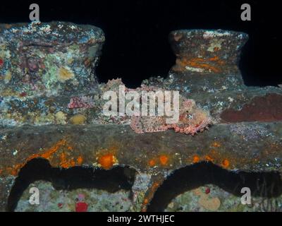 Drachenkopf (Scorpaena scrofa), Tauchplatz Wrack der Thistlegorm, Rotes Meer, Ägypten Stockfoto