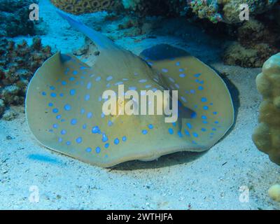 Blaupunkt-Stechrochen (Taeniura lymma), Unterwasser-Foto, Tauchplatz Siyul Kebir, Rotes Meer, Ägypten Stockfoto