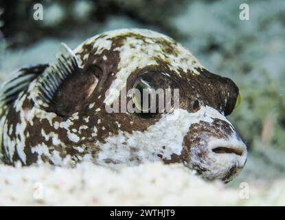 Maskenkugelfisch (Arothron diadematus), Nacht, Tauchplatz Riff Abu Nuhas, Rotes Meer, Ägypten Stockfoto