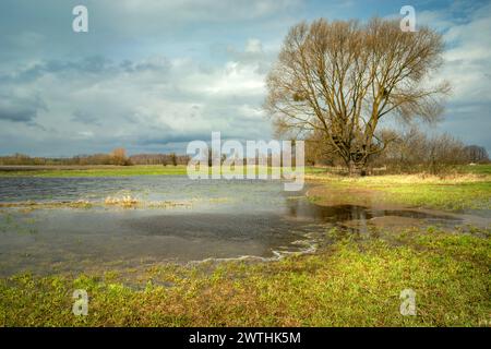 Überflutete Wiese mit Bäumen und dunklen Wolken an einem windigen Tag, Nowiny, Polen Stockfoto