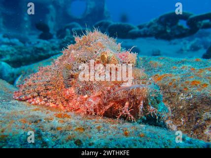 Drachenkopf (Scorpaena scrofa), Tauchplatz Wrack der Thistlegorm, Rotes Meer, Ägypten Stockfoto