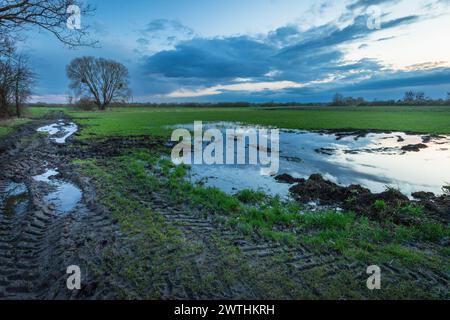 Abendlicher Blick auf eine Wiese mit Wasser und Feldweg, Nowiny, Polen Stockfoto