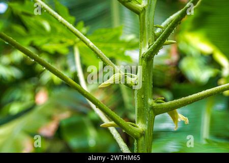 Papaya-Baum Nahaufnahme Stockfoto