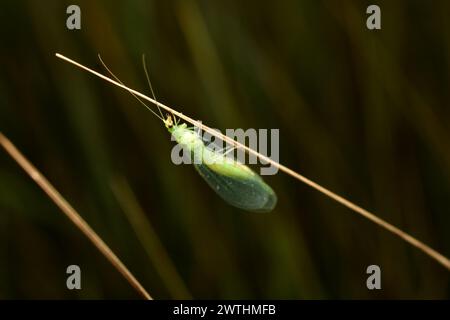 Ein Insekt mit transparenten Flügeln, grün, ist eine Schnürung. Stockfoto