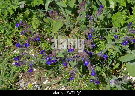 Blüten der großen Blaualkanet (Anchusa officinalis). Korfu, Griechenland. Stockfoto